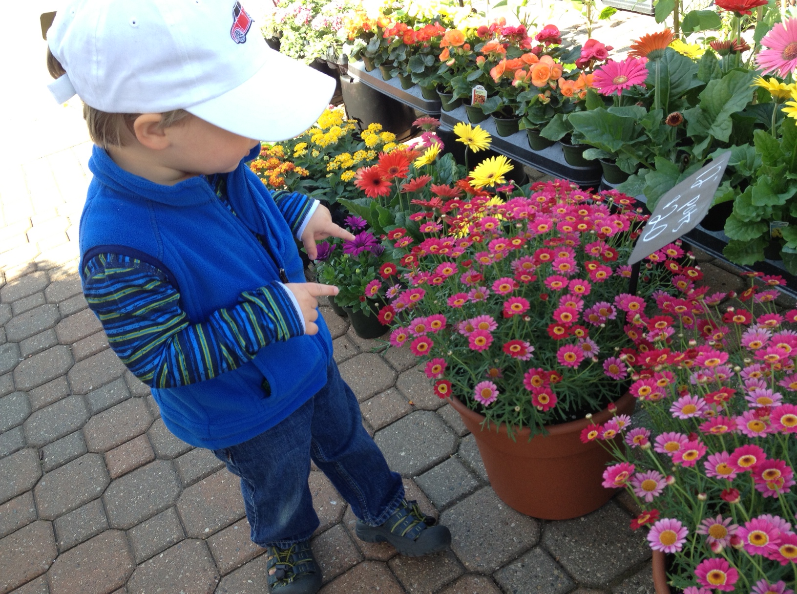 this was actually taken the other day, but h was up to the same delightful antics at today's market--pointing out all of the beautiful flowers and exploring to his heart's content. if anyone can tell me what those little pink beauties are, i'd be so grateful...love them and want them to fill up the yard!