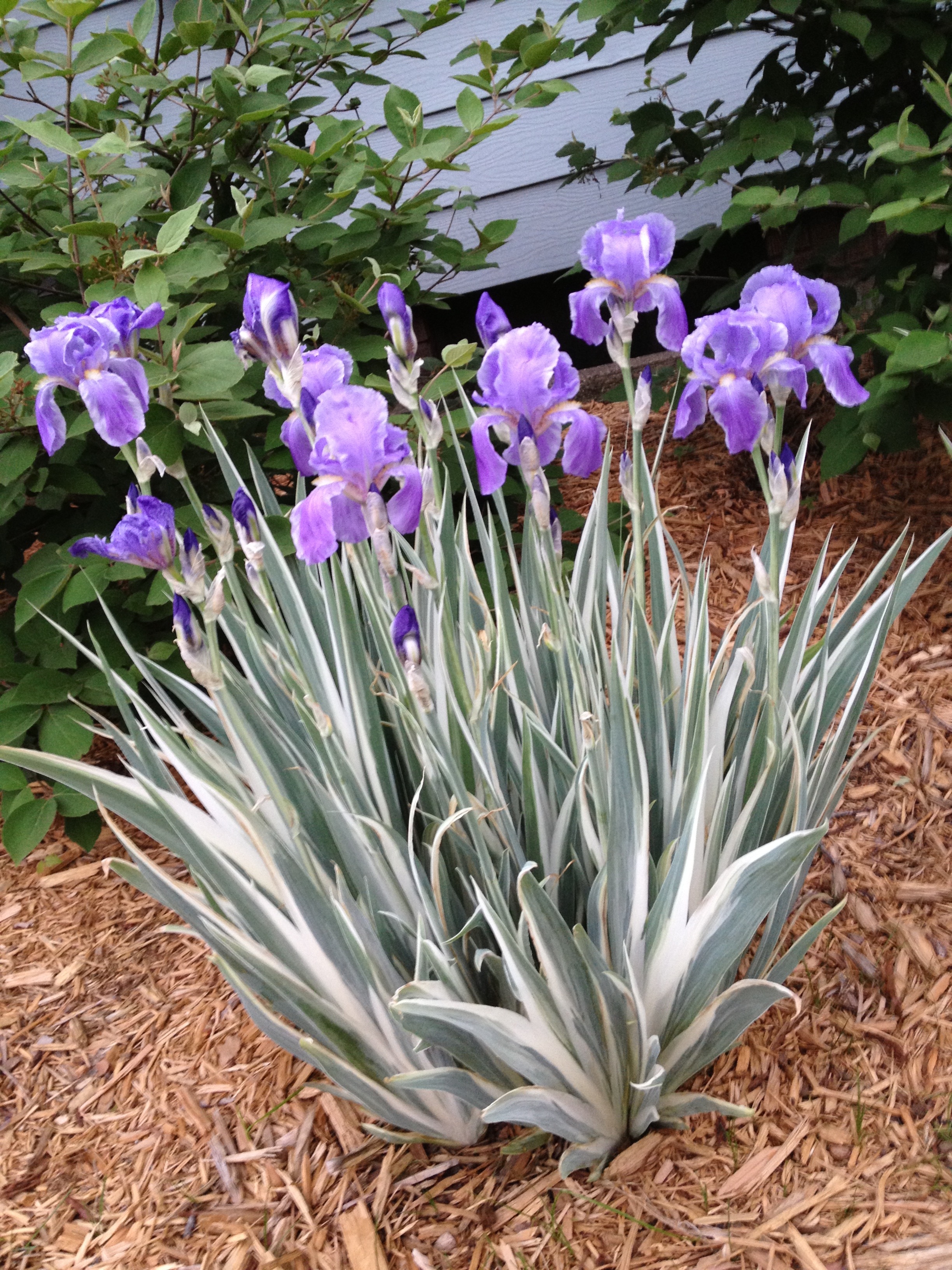 japanese iris