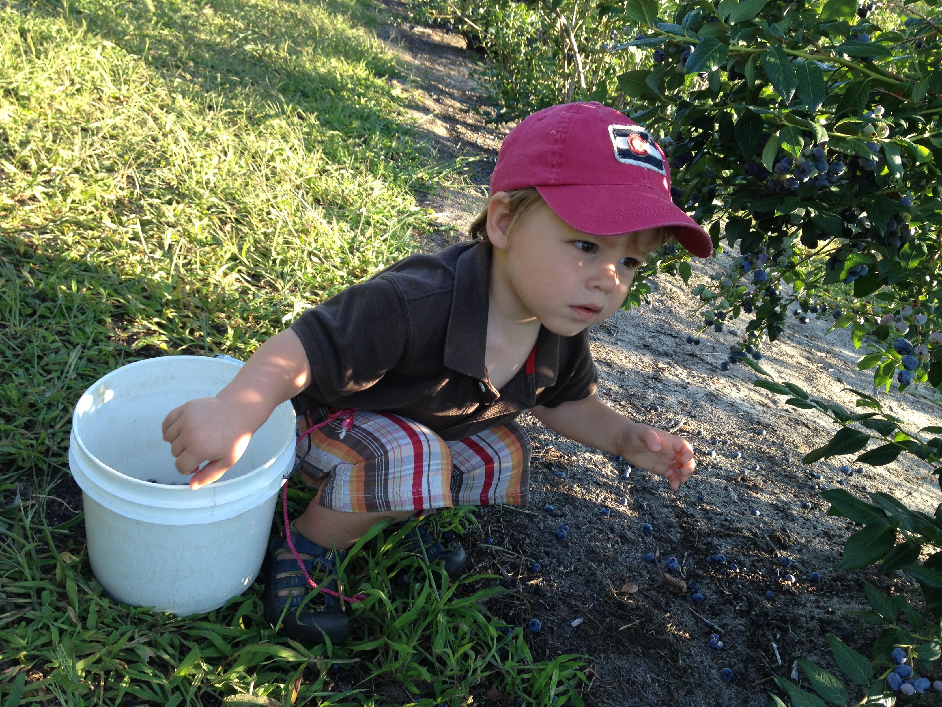 one seriously good blueberry picker.