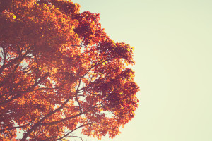 Retro Fall tree